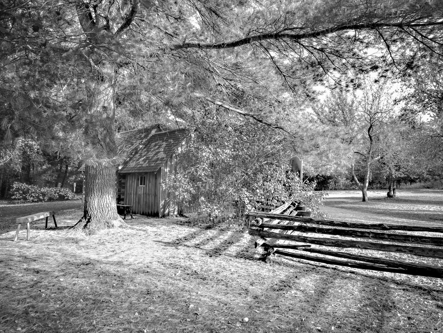 Forest Light Photography – Woodland Scene – Monochrome Art Print - Byeutifull Art