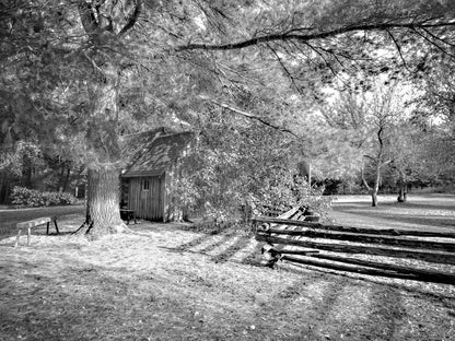 Forest Light Photography – Woodland Scene – Monochrome Art Print - Byeutifull Art